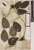 Isotype of Mucuna lucidula Burck [family LEGUMINOSAE-PAPILIONOIDEAE]