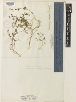 Holotype of Chenopodium triandrum G.Forst. [family AMARANTHACEAE]