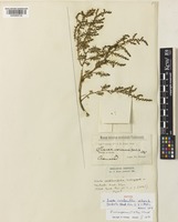 Isotype of Suaeda cochlearifolia Wol. ex Stapf [family AMARANTHACEAE]