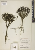 Isotype of Suaeda arbusculoides L.B. Sm. [family AMARANTHACEAE]