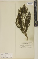 Isotype of Arthrocnemum subterminale (Parish) Standl. [family AMARANTHACEAE]
