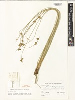 Isotype of Juncus distegus Edgar [family JUNCACEAE]
