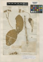 Type of Calotropis wallichii Wight [family ASCLEPIADACEAE]