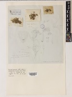 Millotia perpusilla (Turcz.) P.S.Short [family COMPOSITAE]