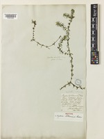 Isotype of Hydora lithuanica (Rchb.) Besser [family HYDROCHARITACEAE]