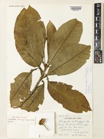 Arboa antsingyae (Arbo) Thulin & Razafim. [family TURNERACEAE]