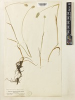 Alopecurus pratensis L. subsp. laguriformis (Schur) Tzvelev [family POACEAE]