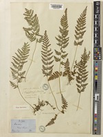Type of Davallia pilosella Hook. [family DAVALLIACEAE]