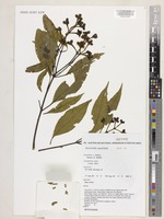Isotype of Stockwellia quadrifida D.J.Carr, S.G.M.Carr & B.Hyland [family MYRTACEAE]