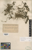 Lamium garganicum L. subsp. striatum (Sm.) Hayek [family LAMIACEAE]