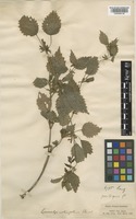 Loxocalyx urticifolius Hemsl. [family LAMIACEAE]