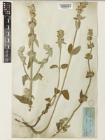 Stachys cretica L. [family LAMIACEAE]