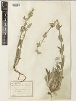 Stachys cretica L. subsp. anatolica Rech.f. [family LAMIACEAE]