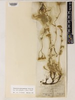 Tanacetum polycephalum Sch.Bip. subsp. duderanum (Boiss.) Podlech [family ASTERACEAE]