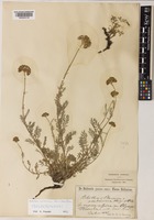 Isolectotype of Achillea ambrosiaca (Boiss. & Heldr.) Boiss. [family COMPOSITAE]