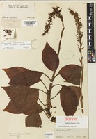 Isotype of Goodyera triandra Schltr. [family ORCHIDACEAE]