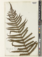 Glaphyropteridopsis erubescens (Wall. ex Hook.) Ching [family THELYPTERIDACEAE]