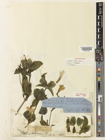 Lectotype of Barleria mackenii Hook.f. [family ACANTHACEAE]