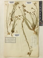 Linum austriacum L. [family LINACEAE]