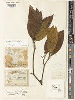 Holotype of Fontainea borealis P.I.Forst. [family EUPHORBIACEAE]