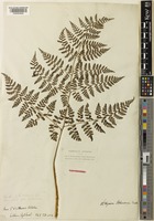 Athyrium atkinsonii Bedd. [family WOODSIACEAE]
