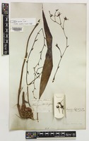 Type of Tainia barbata Lindl. [family ORCHIDACEAE]