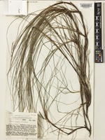 Isotype of Gahnia insignis S.T.Blake [family CYPERACEAE]