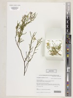 Isotype of Eremophila cryptothrix Chinnock [family SCROPHULARIACEAE]