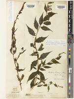 Buddleja lindleyana Fortune [family SCROPHULARIACEAE]