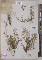 Oxalis corniculata L. [family OXALIDACEAE]