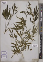 Cannabis sativa L. [family CANNABACEAE]