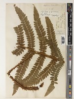 Polystichum grandifrons C.Chr. [family DRYOPTERIDACEAE]