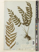 Cyrtomium hookerianum (Pr.) C.Chr. [family DRYOPTERIDACEAE]