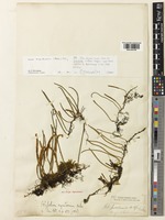 Holotype of Polypodium angustissimum Baker [family POLYPODIACEAE]