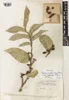 Holotype of Malaisia scandens (Lour.) Planch. subsp. megacarpa P.S.Green [family MORACEAE]