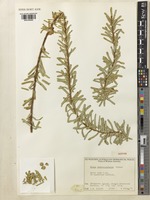 Isotype of Ficus podocarpifolia Corner [family MORACEAE]
