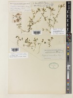Type of Trifolium simulans House [family LEGUMINOSAE]