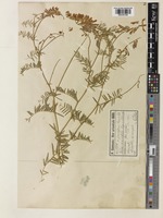 Vicia tenuifolia Freyn [family LEGUMINOSAE]
