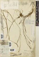 Manisuris myurus L. [family POACEAE]