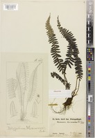 Syntype of Polypodium maximowiczii Baker [family POLYPODIACEAE]