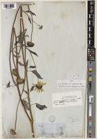 Type of Helianthus petiolaris unrecorded var. canescens A.Gray [family ASTERACEAE]