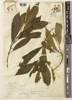 Type of Pavetta pauciflora Ridl. [family RUBIACEAE]