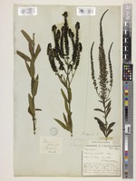 Veronica spuria L. [family PLANTAGINACEAE]