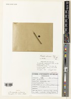 Holotype of Mussaenda nicobarica Shimpale, S.R.Yadav & Babu [family RUBIACEAE]