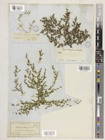Euphorbia serpens Baill. [family EUPHORBIACEAE]