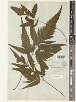 Type of Polypodium subtriphyllum Hook. & Arn. [family POLYPODIACEAE]