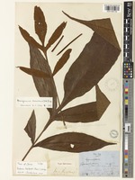Holotype of Tectaria harlandii (Hook.) C.M.Kuo [family DRYOPTERIDACEAE]