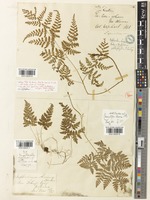 Dryopteris chinensis Koidz. [family DRYOPTERIDACEAE]