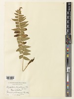 Dryopteris handeliana C.Chr. [family DRYOPTERIDACEAE]
