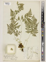 Hypodematium fordii (Baker) Ching [family WOODSIACEAE]